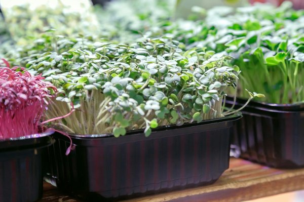 Guide d'achat : trouver la balconnière idéale pour vos plantes